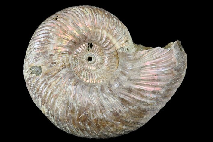 Iridescent, Pyritized Ammonite (Quenstedticeras) Fossil - Russia #175019